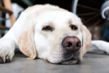 Utilizing your home’s garage as a doggy daycare - Golden Retriver